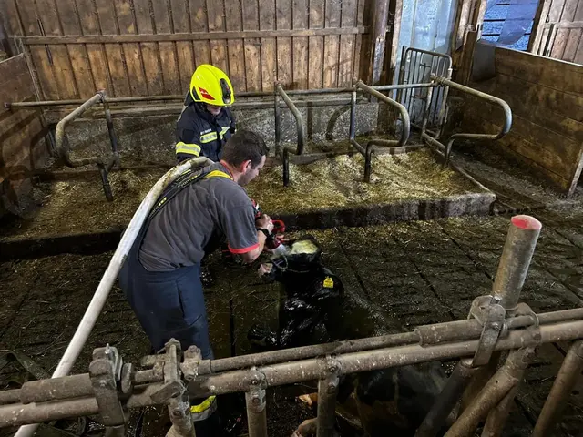 Das Kalb konnte aus seiner misslichen Lage befreit werden. | Foto: FF St. Peter - Spittal