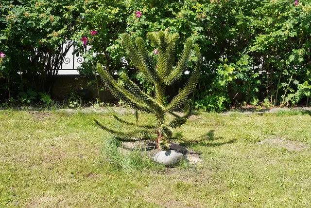 Der „Steirische“ fühlt sich im Hartl-Garten wohl.

 | Foto: MeinBezirk.at