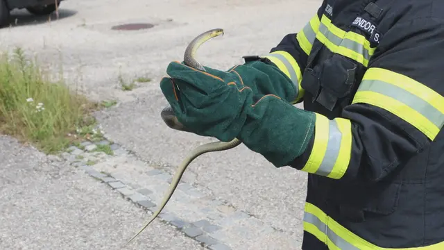 Unerwünschter Besuch auf der Toilette eines Betriebs in Wels-Pernau. Die Feuerwehr musste die eineinhalb Meter lange Schlange einfangen. | Foto: laumat.at