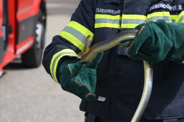 Unerwünschter Besuch auf der Toilette eines Betriebs in Wels-Pernau. Die Feuerwehr musste die eineinhalb Meter lange Schlange einfangen. | Foto: laumat.at