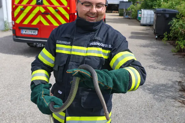 Unerwünschter Besuch auf der Toilette eines Betriebs in Wels-Pernau. Die Feuerwehr musste die eineinhalb Meter lange Schlange einfangen. | Foto: laumat.at