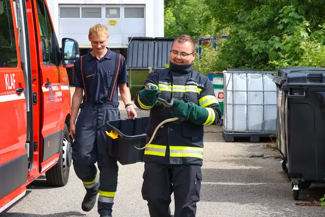 Unerwünschter Besuch auf der Toilette eines Betriebs in Wels-Pernau. Die Feuerwehr musste die eineinhalb Meter lange Schlange einfangen. | Foto: laumat.at
