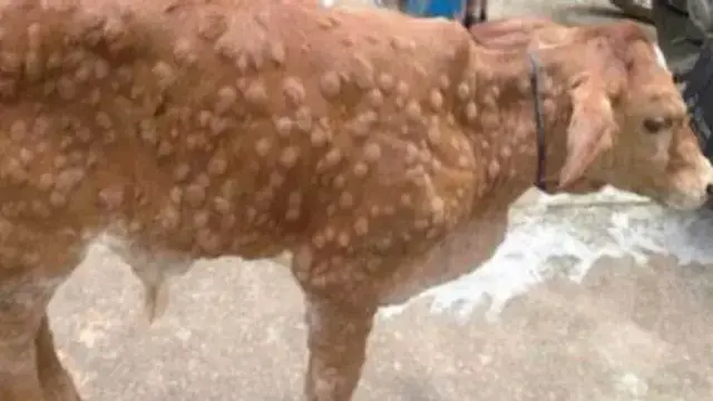 Lumpy Skin Disease (LSD) bei Kühen, Experten raten zur Wachsamkeit. | Foto: KVG