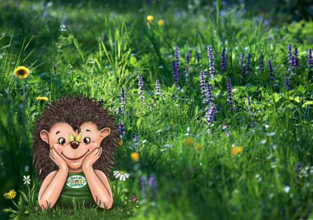 Im Handumdrehen wird aus dem Zier- ein Kräuterrasen. Das gefällt Nig. | Foto: Natur im Garten/ A. Haiden