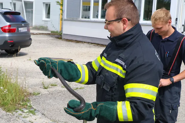 Unerwünschter Besuch auf der Toilette eines Betriebs in Wels-Pernau. Die Feuerwehr musste die eineinhalb Meter lange Schlange einfangen. | Foto: laumat.at