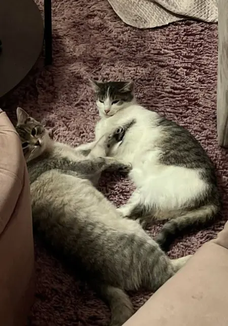 VERMISST in 3434 WILFERSDORF 

KATER LUDWIG wird bereits seit 24.05. gesucht und nun ist auch KATZE LISL 

am 26.06. spurlos verschwunden.

Wer hat die Geschwister gesehen oder weiß, wo sich Ludwig &amp; Lisl aufhalten?

Hinweise bitte unter:
0664/3501188 
und 0664/3483154
oder 0699/10939520 | Foto: Pfotenhilfe Tulln