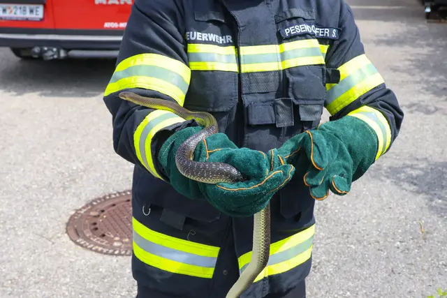 Unerwünschter Besuch auf der Toilette eines Betriebs in Wels-Pernau. Die Feuerwehr musste die eineinhalb Meter lange Schlange einfangen. | Foto: laumat.at
