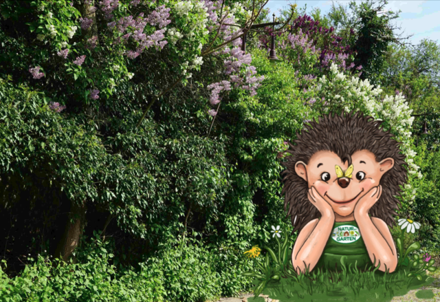 Mit dem "Natur im Garten" Heckennavigator findet man das richtige. | Foto: Natur im Garten/ L. Mayrhofer