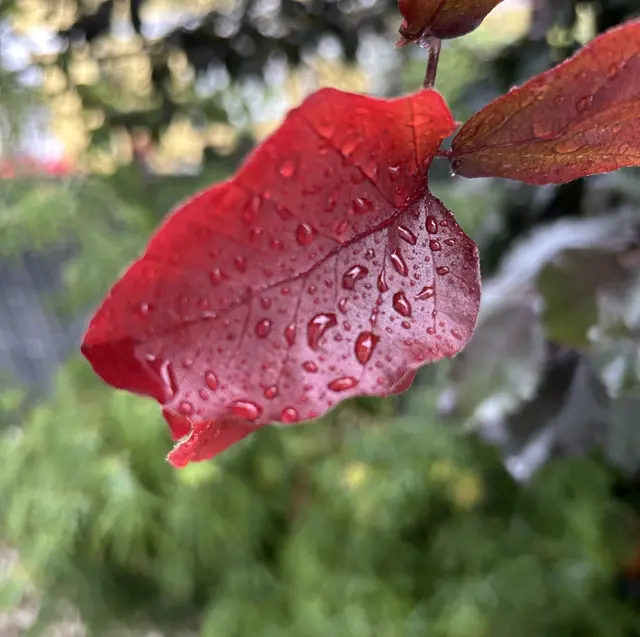 Regenwetter im Flachgau | Foto: Schweighofer Elisabeth