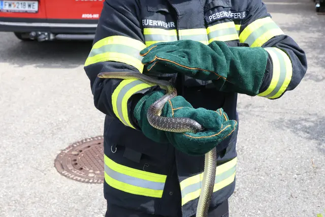 Unerwünschter Besuch auf der Toilette eines Betriebs in Wels-Pernau. Die Feuerwehr musste die eineinhalb Meter lange Schlange einfangen. | Foto: laumat.at