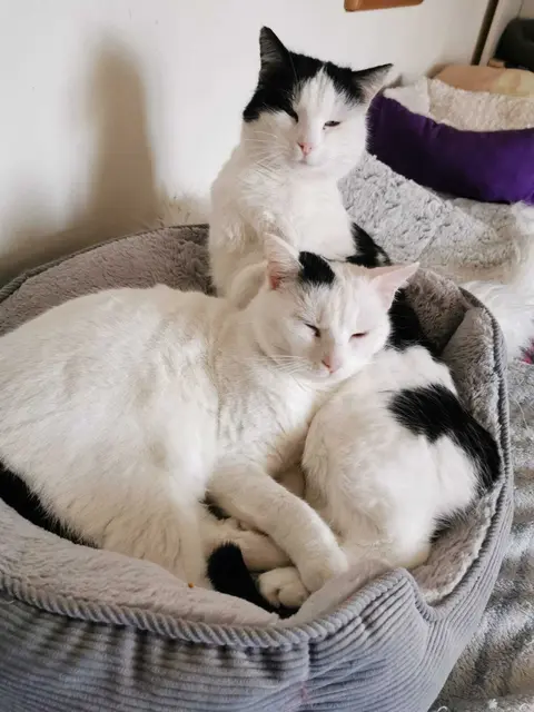 Ginger und Timida: 2022 geboren, die zwei Schwestern wollen unbedingt zusammen bleiben . Sie brauchen ein ruhiges Zuhause und anfangs etwas Zeit zum Eingewöhnen
Kontakt: 0664/4461515 | Foto: Pfotenhilfe Tulln