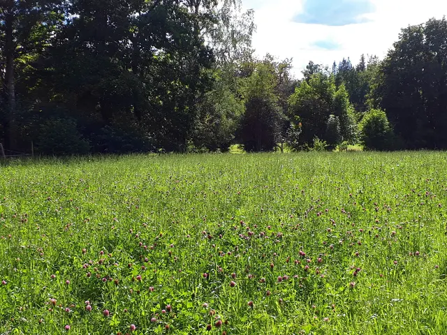 Wie lange muss im Burgenland gespart werden, um einen 500 Quadratmeter großen Baugrund zu erwerben? Die jüngsten Daten geben Auskunft.  | Foto:  Christina Dahl / Unsplash