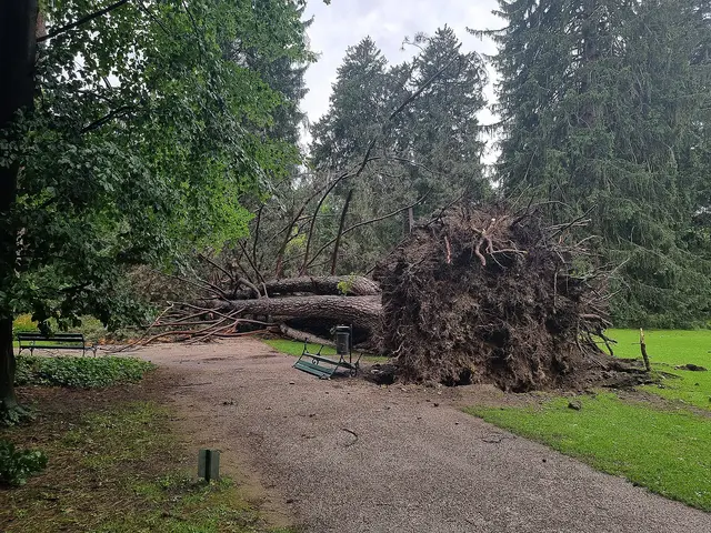 Die Schwarzkiefer, die beim Sturm im Sommer 2023 entwurzelt wurde und die eine lange Zeit nicht weggeräumt werden konnte. | Foto: Hofgartenfreunde