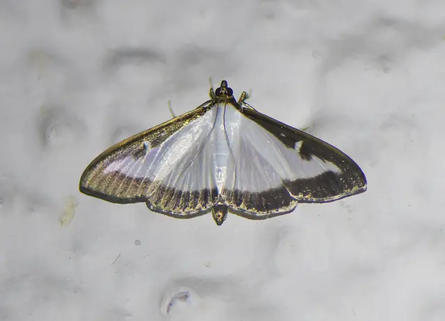 Buchsbaumzünsler (Cydalima perspectalis)