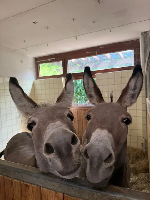 Die beiden Esel "Asterix und Obelix" wurden unter miserablen Bedingungen im Waldviertel entdeckt. | Foto: Wiener Tierschutzverein