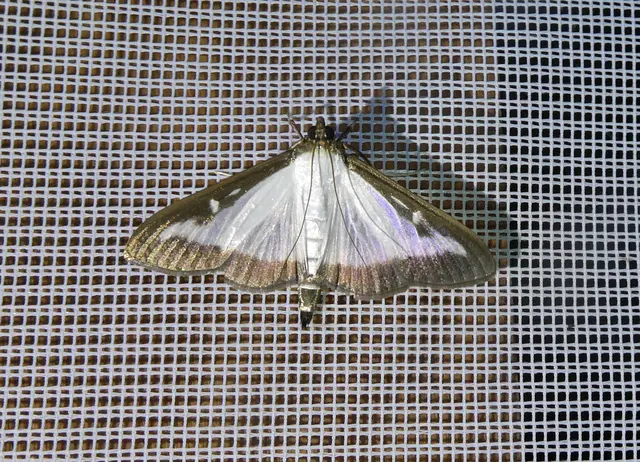 Buchsbaumzünsler (Cydalima perspectalis)