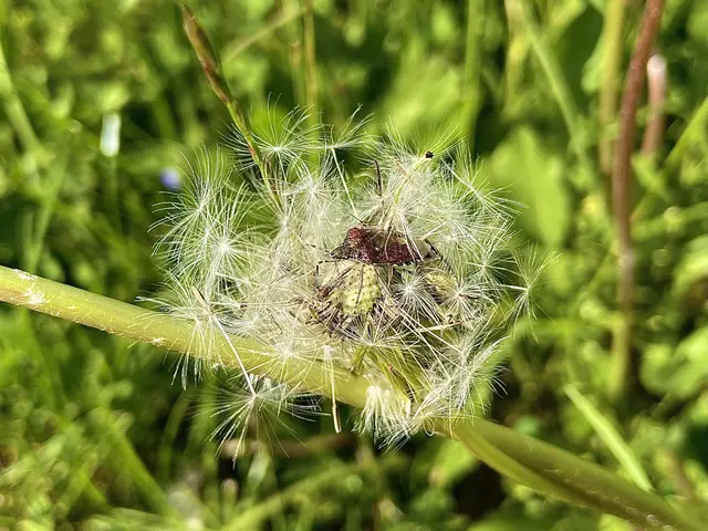 Eine Wanze auf einer "Pusteblume" hat Nicole Lugbauer aus Miesenbach abgelichtet. | Foto: Nicole Lugbauer
