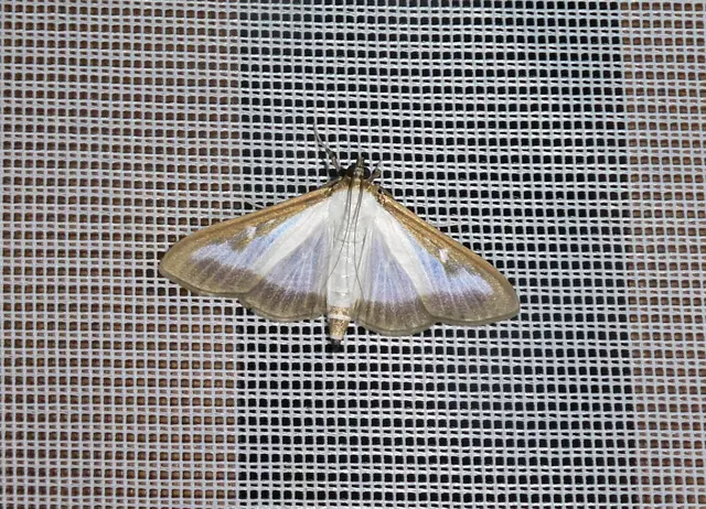 Buchsbaumzünsler (Cydalima perspectalis)
