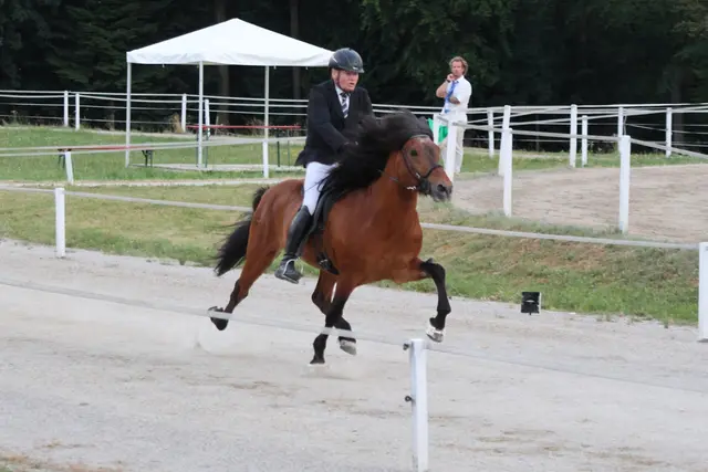 Gerhard Ledl mit seinem Pferd Jarl in Aktion. | Foto: Lena Dillinger