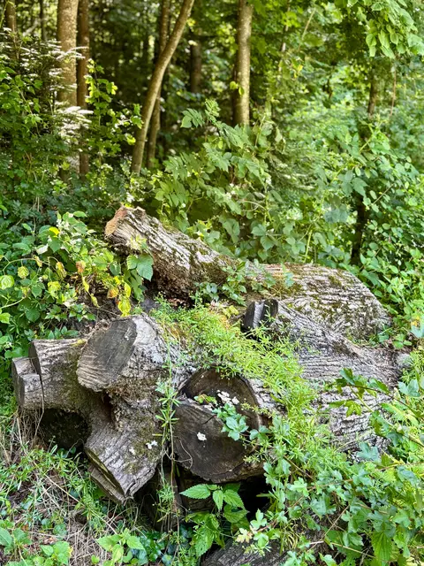 Graz lädt zu Führungen durchs Totholz.  | Foto: Stadt Graz/Jasmina Skrijelj