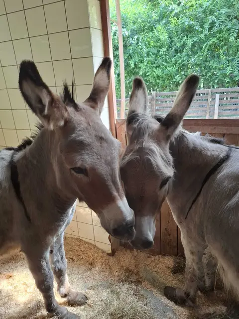 Die beiden Esel waren sich selbst überlassen worden. | Foto: TSA