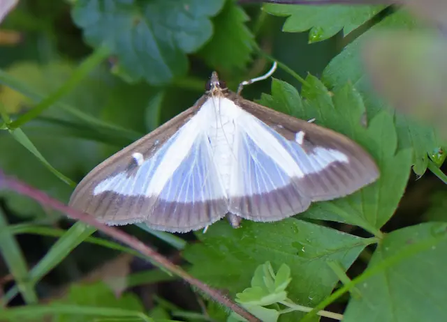 Buchsbaumzünsler (Cydalima perspectalis)