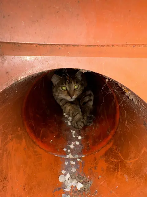 Mittels Spezialkamera konnten die Tierretter die Katze lokalisieren und die Hilfsaktion in Krenglbach starten. | Foto: THG