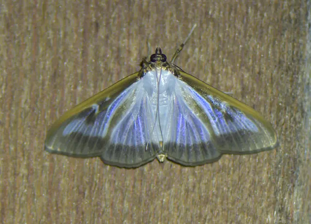 Buchsbaumzünsler (Cydalima perspectalis)