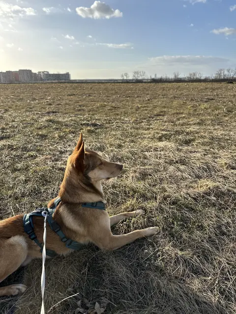 Mit diesen Tipps und Vorschlägen wird dein Urlaub mit Hund abenteurlich, aber entspannt. | Foto: Madeleine Gluhak/MeinBezirk