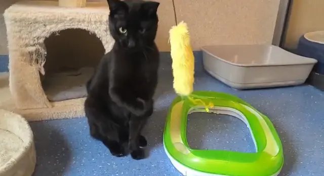 Knuffel ist jetzt auf der Suche nach einem neuen Zuhause. | Foto: Tierheim Ternitz