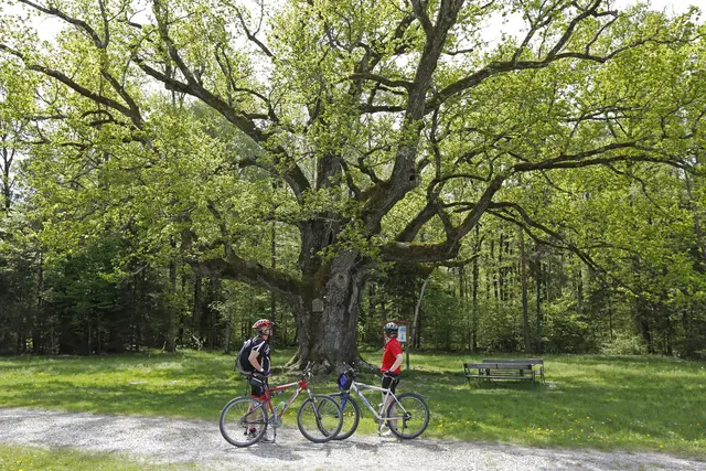 Die 1.000-jährige Eiche ist auch ein beliebtes Ziel für Wanderer und Radfahrer. | Foto: Steiermark Tourismus/Herbert Raffalt