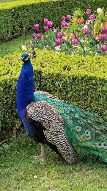 Die Pfauen im Schlosspark Ambras. | Foto: Königer