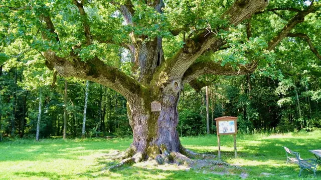 Die "dicke Oachn" in Bierbaum gilt als die älteste Eiche Europas. | Foto: Kurkommission Bad Blumau/Jennifer Rath