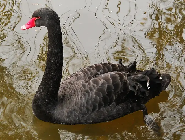 Die Trauerschwäne im Schlossgarten Ambras. | Foto: Karl Vidoni