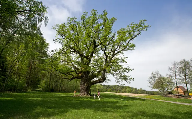 Von den Einheimischen wird die Eiche auch liebevoll "dicke Oachn" genannt. | Foto: Steiermark Tourismus/Herbert Raffalt
