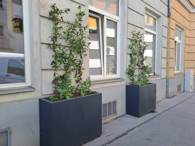 Die Privatstiftung zur Unterstützung und Bildung von ArbeitnehmerInnen in Wien (kurz PUBA)
kümmerte sich zusammen mit dem Architekturbüro Klerings um die Umsetzung der Fassadenbegrünung.  | Foto: BV15