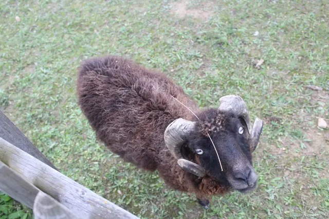 Die Tiere der Zwergerlalm als Rückzugsort nach Feierabend. | Foto: arbes