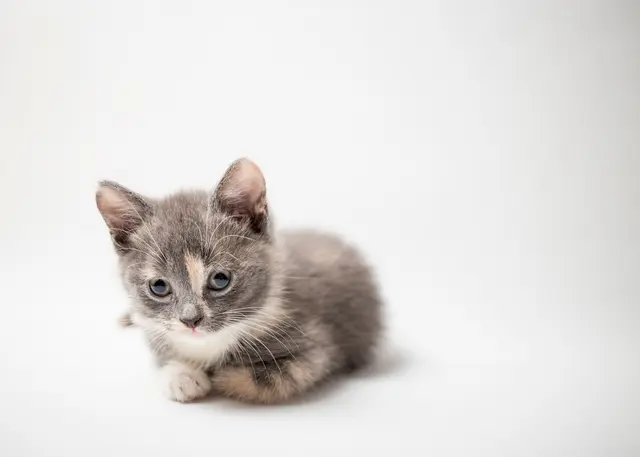 Das Babykätzchen ist zirka acht Wochen alt. (Symbolfoto) | Foto: stock.adobe.com/at/koldunova 