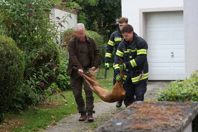 Gemeinsam mit einem Jäger konnte die Feuerwehr einen Rehbock lebend befreien, der sich in Thalheim in einem Gartentor eingeklemmt hatte. | Foto: laumat.at