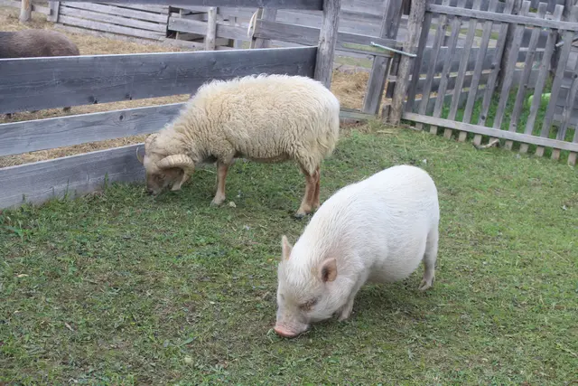 Tiere auf der Zwergerlalm | Foto: arbes