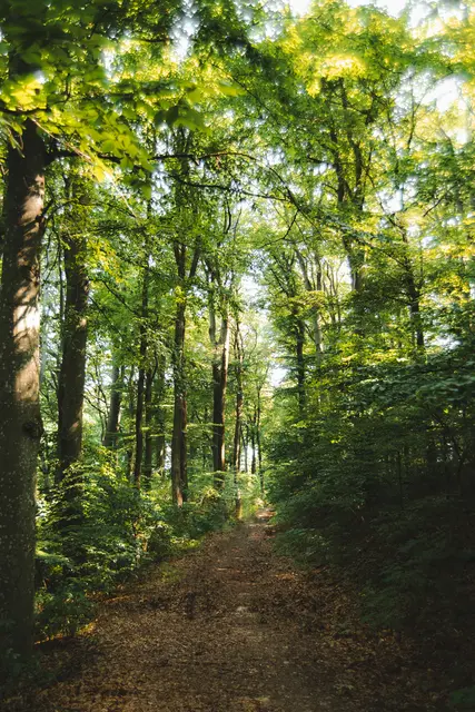 Der Weinerlebnisweg vom Bahnhof Klosterneuburg-Kierling könnte weiter in die Welt der Weine entführen. | Foto: Wienerwald Tourismus/Louis Geister