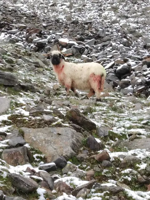 Den Wolfsangriff überlebt: ein blutendes Schaf | Foto: Perkhofer