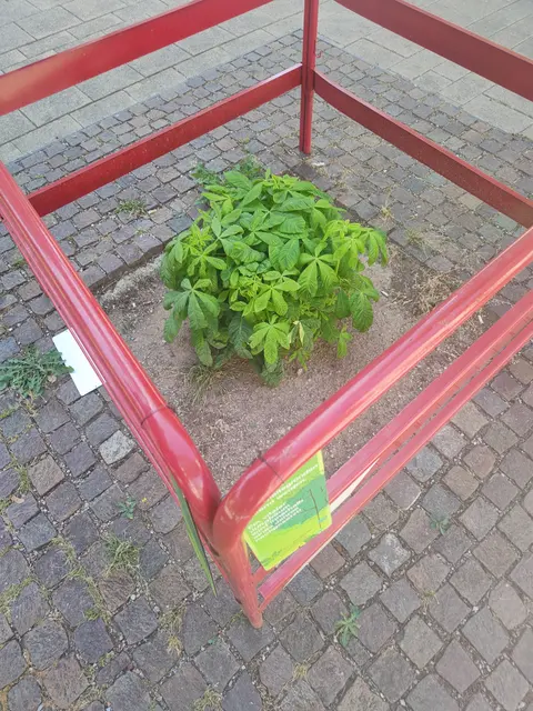 An der Stelle eines gefällten Baums wächst eine neue Pflanze – die dem alten Baum ähnelt. Die zuständige Magistratsabteilung erklärt: Es handelt sich um einen "Stockaustrieb". | Foto: zVg