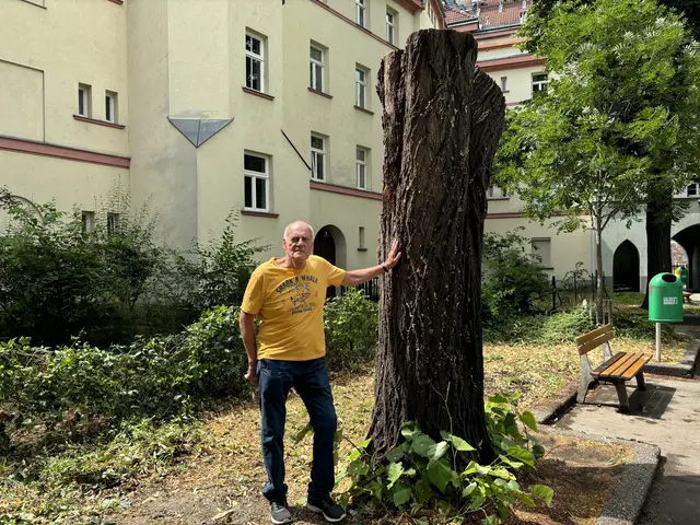 Bei Anrainer Karl Pall stieß der Umschnitt der großen Linde im Simmeringer Gemeindebau auf Unveständnis.  | Foto: Luca Arztmann/MeinBezirk