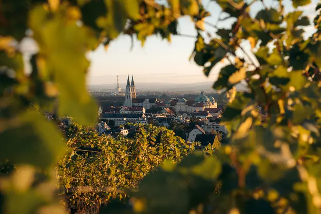 Klosterneuburg durch die Reben. | Foto: Wienerwald Tourismus/Irena Savic