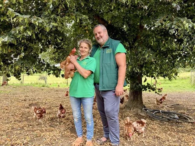 Für die notwendigen Dimensionen eines landwirtschaftlichen Betriebes legen die gefiederten Damen mittlerweile zu wenig Eier. Anstatt sie nun zum Schlachthof zu schicken, sucht Höllerl's Freilandeier private Halter mit Herz, die den Hühnern im Gegenzug für frische Eier ein Weiterleben bieten können | Foto: Margot Jeitler