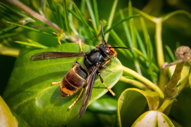 In Österreich breitet sich die Asiatische Hornisse weiter aus. | Foto: stockadobe/JEANLUC