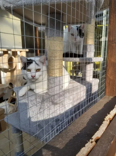 Schwarz-Weiß und unzertrennlich: Ein Katzentrio sucht ein neues Zuhause. | Foto: Tierschutzverein Katzfatz