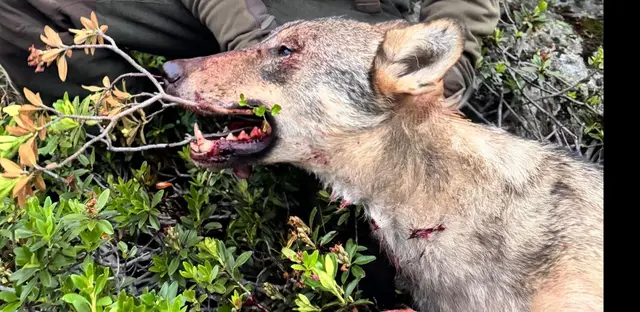 Bevor er ein weiteres Schaf reißen konnte: Der Schadwolf wurde laut bestehender Abschussverordnung entnommen.  | Foto: Rietzer Jägerschaft