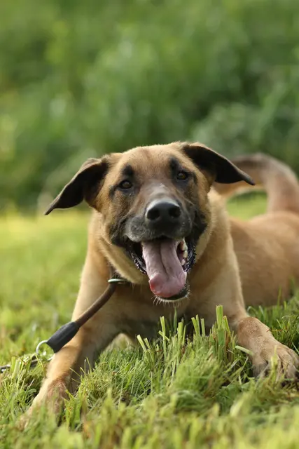 Enjo macht im Tierheim bereits große Fortschritte, für ihn werden erfahrene Halter:innen gesucht.  | Foto: Tierschutzverein Tirol